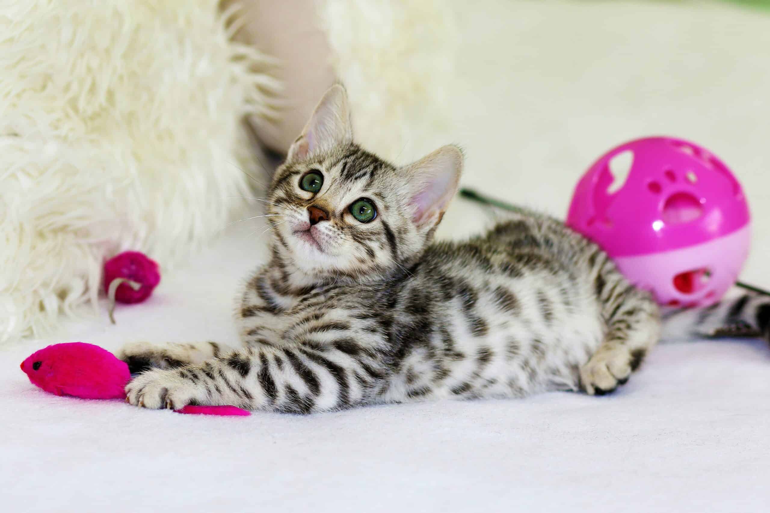 Best Cat Toys for Mental Stimulation in 2026: Stop Boredom Before It Becomes Destruction