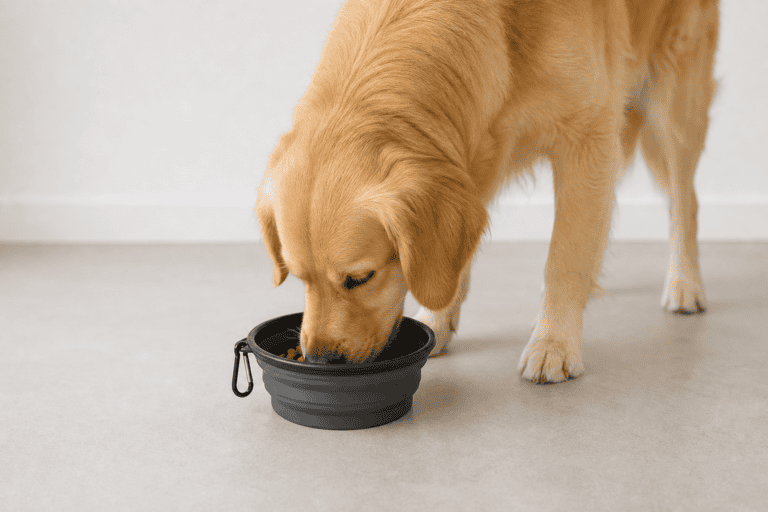 best collapsible dog bowls for travel in 2026
