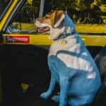 best dog booster seats for cars in 2026