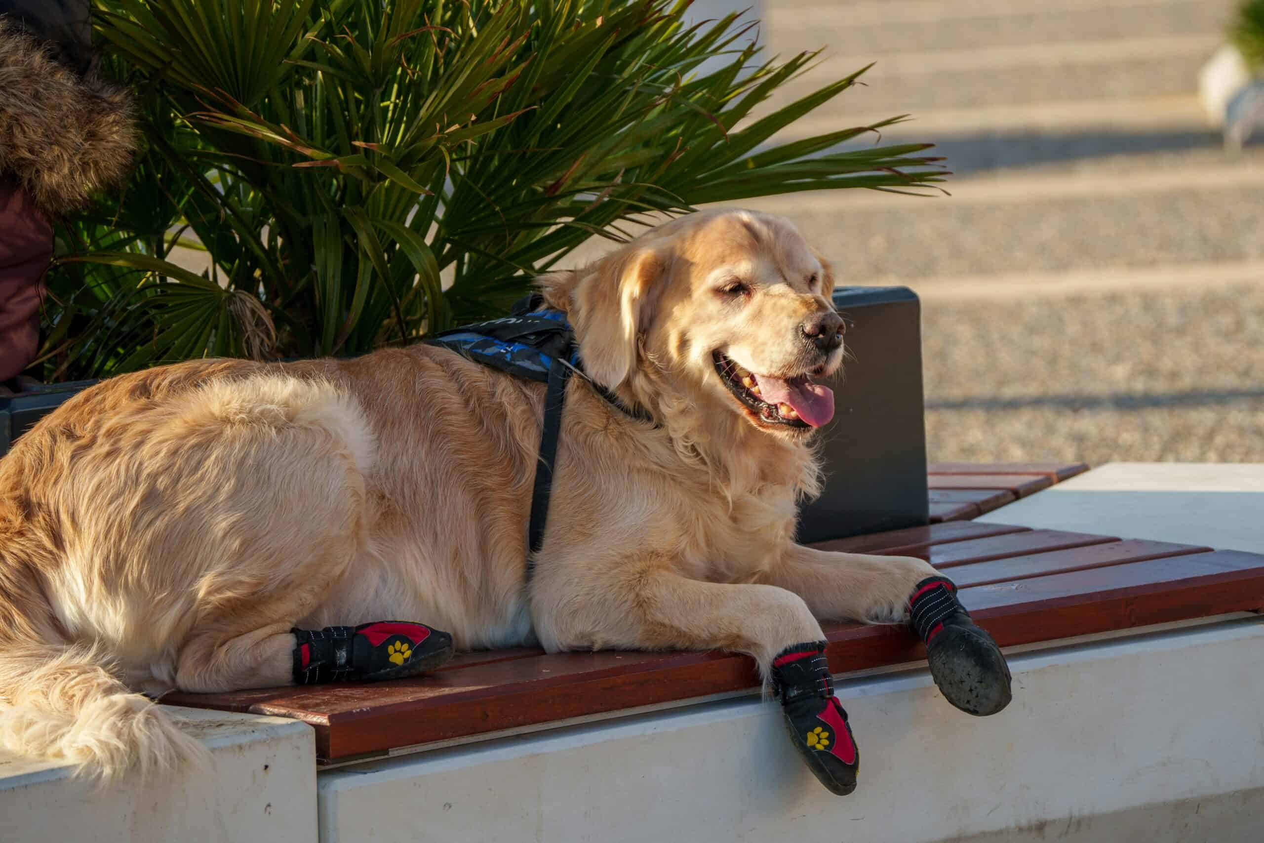 Best Dog Booties for Hot Pavement in 2026: 5 Top-Rated Booties to Protect Paws From Burns and Cracks