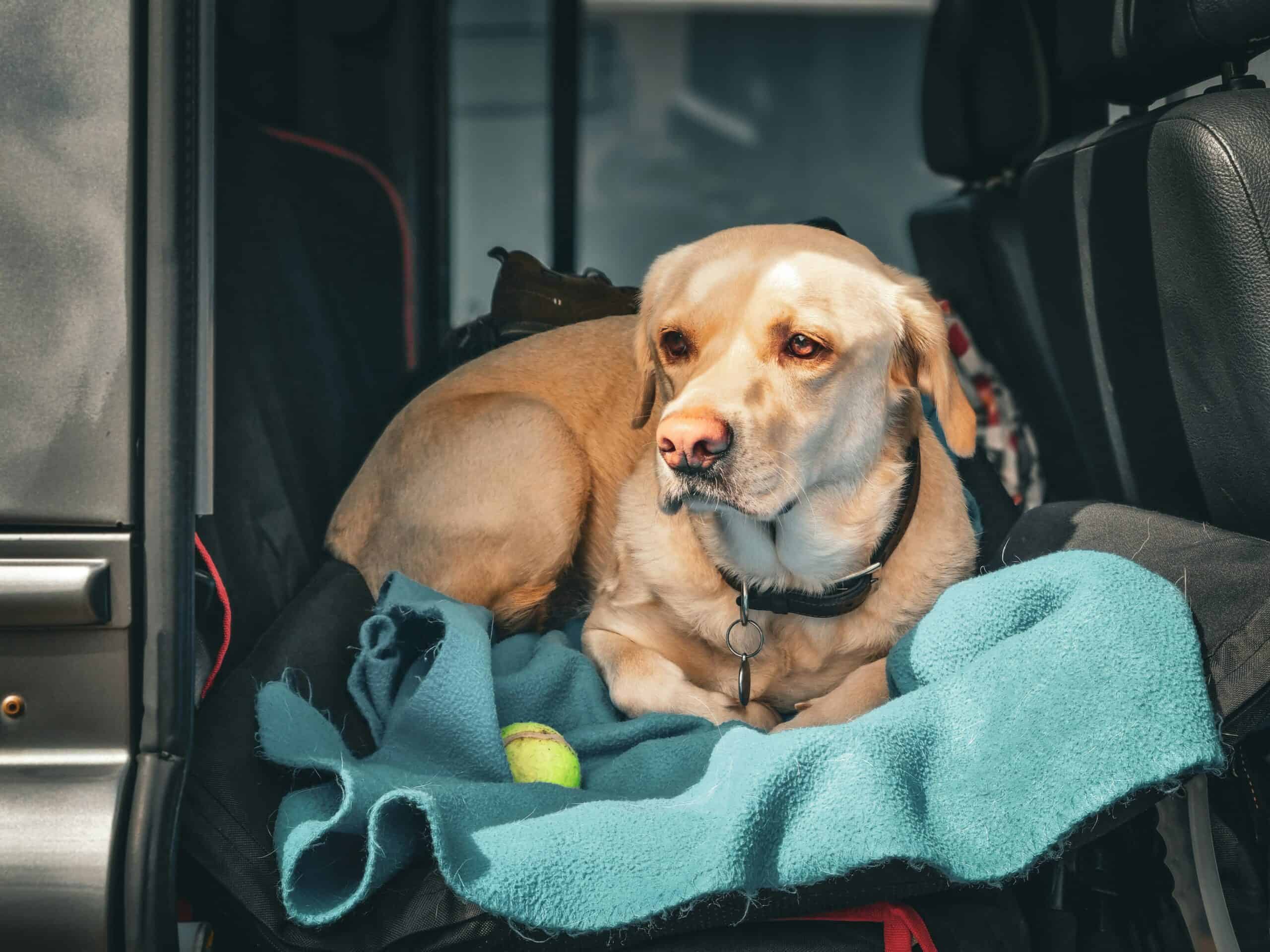 Best Dog Hammocks for Cars in 2026: 5 Top-Rated Hammocks for Safe, Clean, and Comfortable Travel