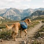 best dog hiking backpacks in 2026