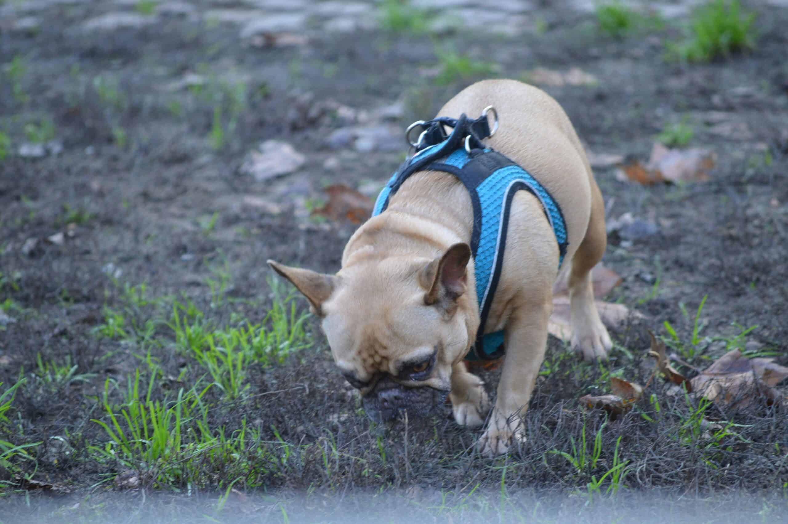Best Dog Poop Scoopers in 2026: 5 Picks for Quick, Bend-Free Yard Cleanup
