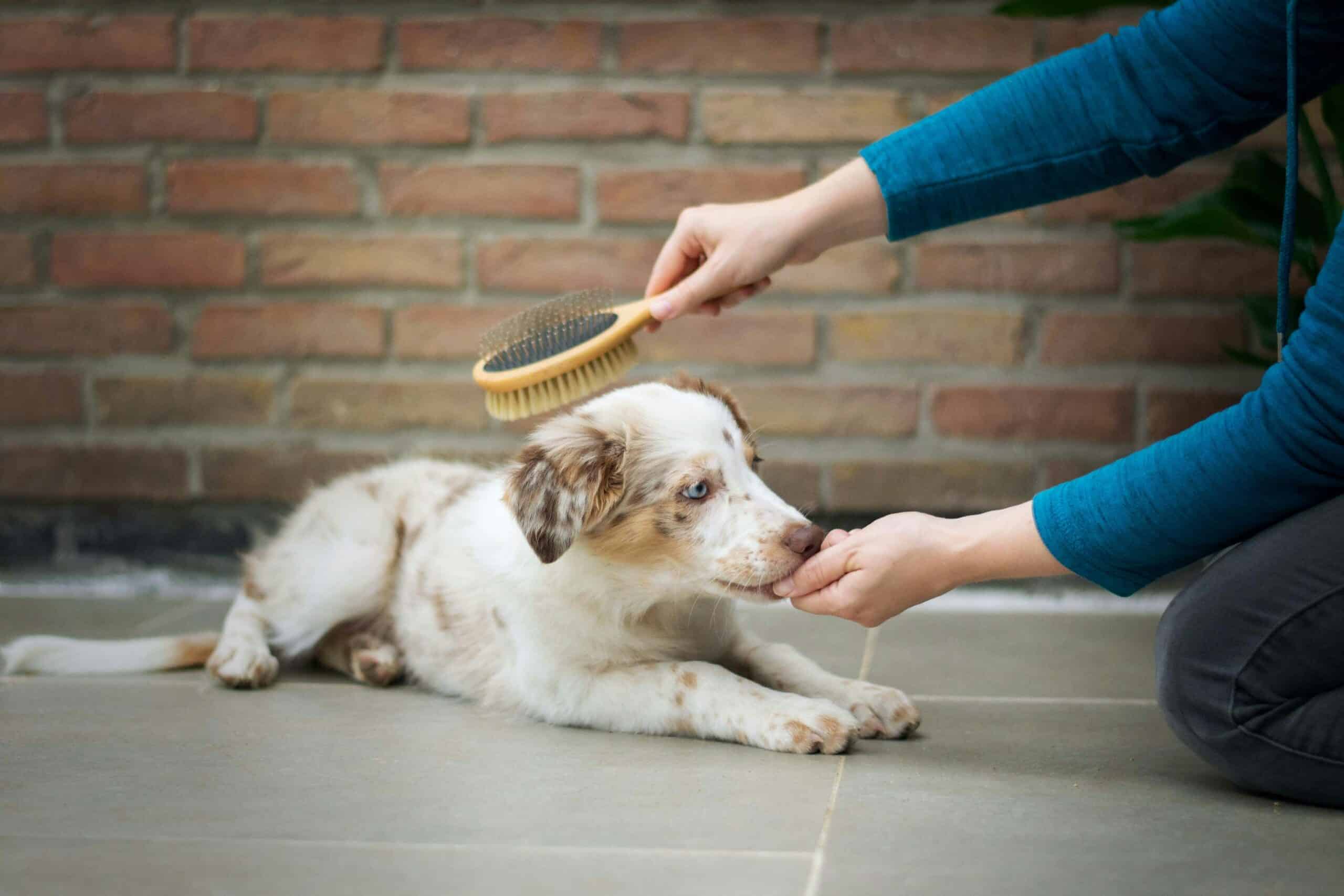 Best Dog Shedding Tools for Deshedding in 2026: 5 Top-Rated Picks for Undercoat Removal, Tangle-Free Brushing, and Heavy Shedders