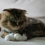 best hairball control products for cats in 2026