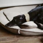 best heated dog beds for senior dogs with arthritis in 2026
