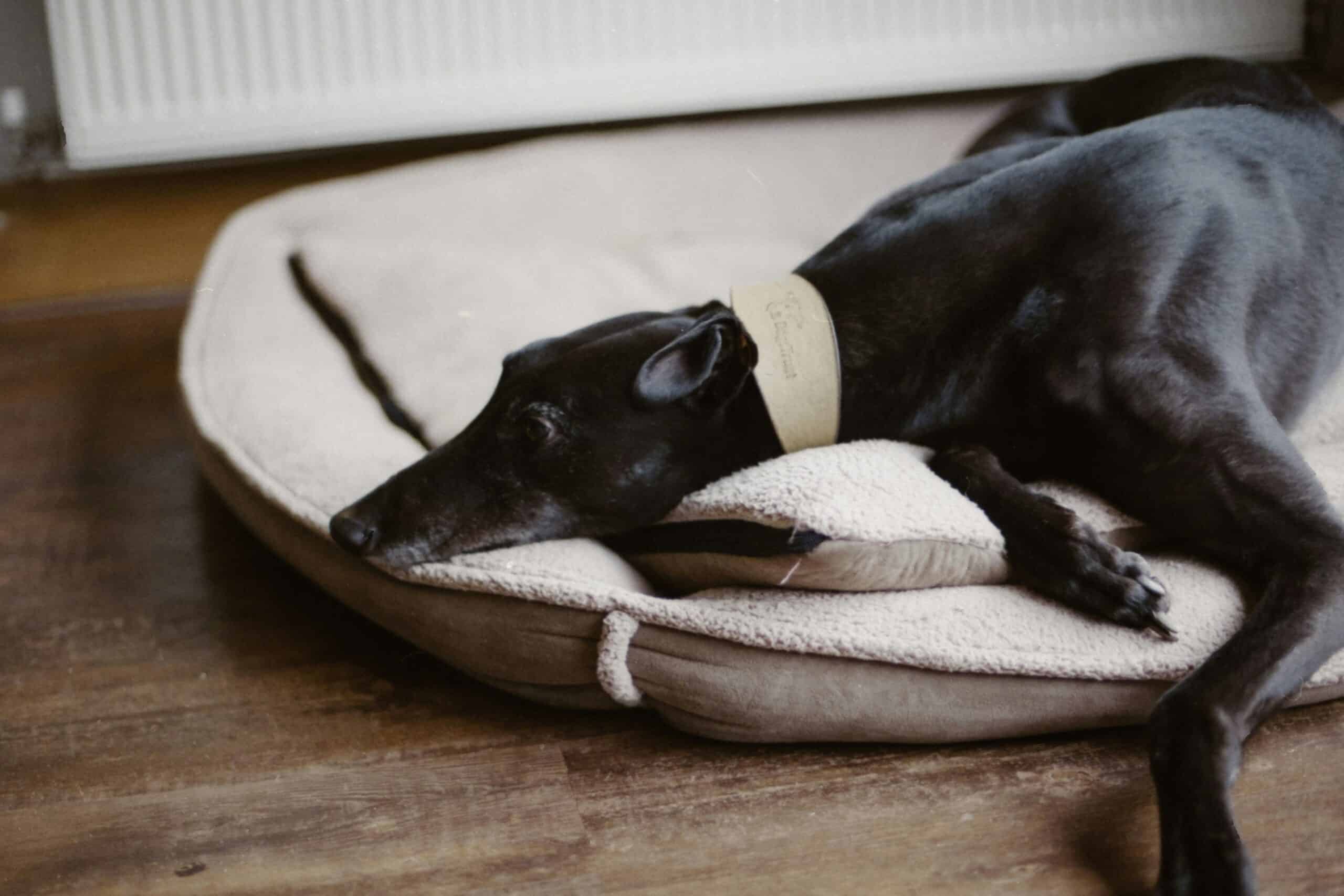 Best Heated Dog Beds for Senior Dogs with Arthritis in 2026: For Joint Comfort, Warmth, and Restful Sleep