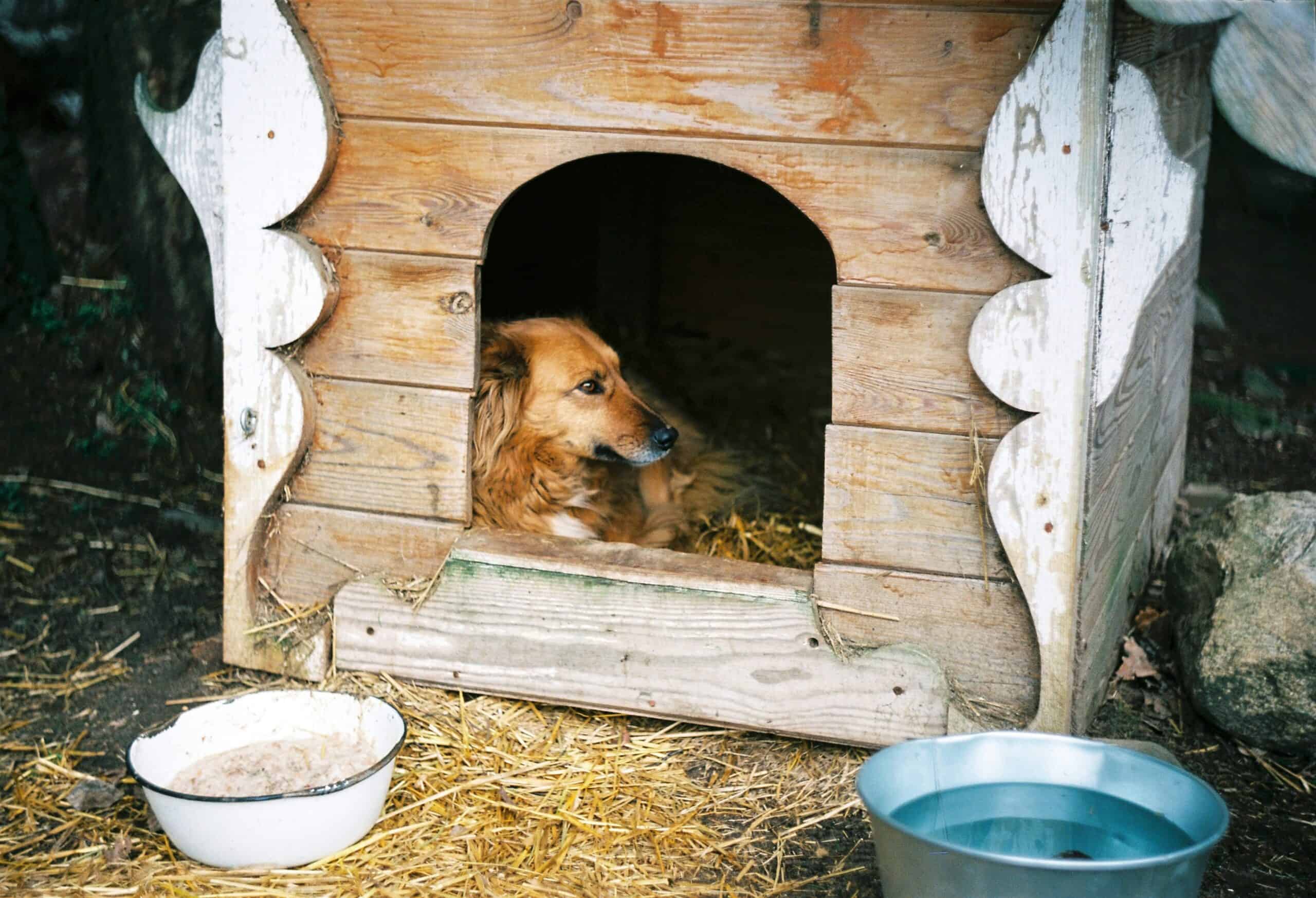 Best Heated Outdoor Dog Houses in 2026: 5 Top-Rated Picks for Cold Weather Protection and Dog Comfort