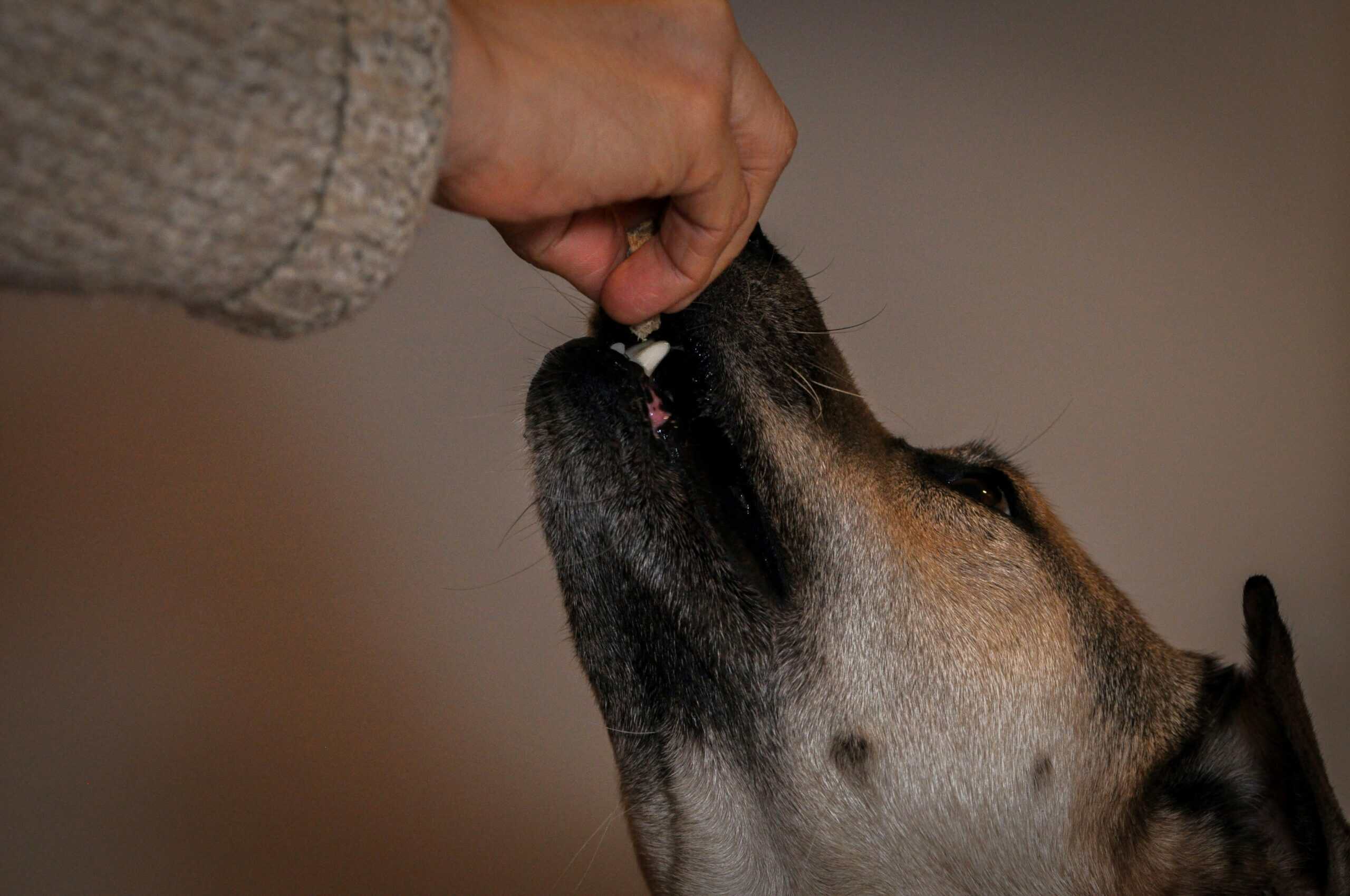 Best Pill Pockets and Medication Tools for Pets: Get the Dose Down Without the Daily Fight