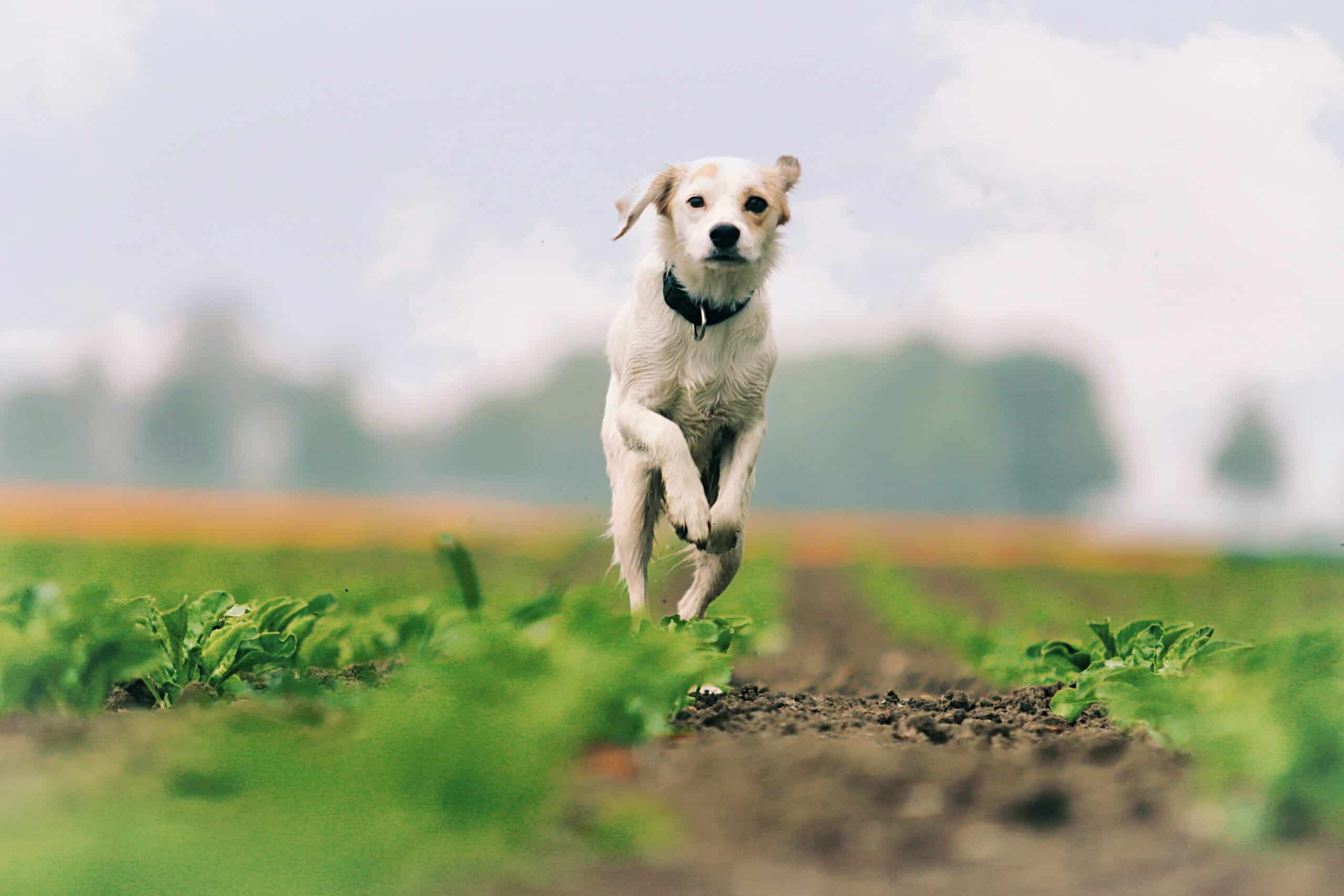 Best Probiotics for Senior Dogs in 2026: What the Evidence Says and Five Strain-Verified Picks