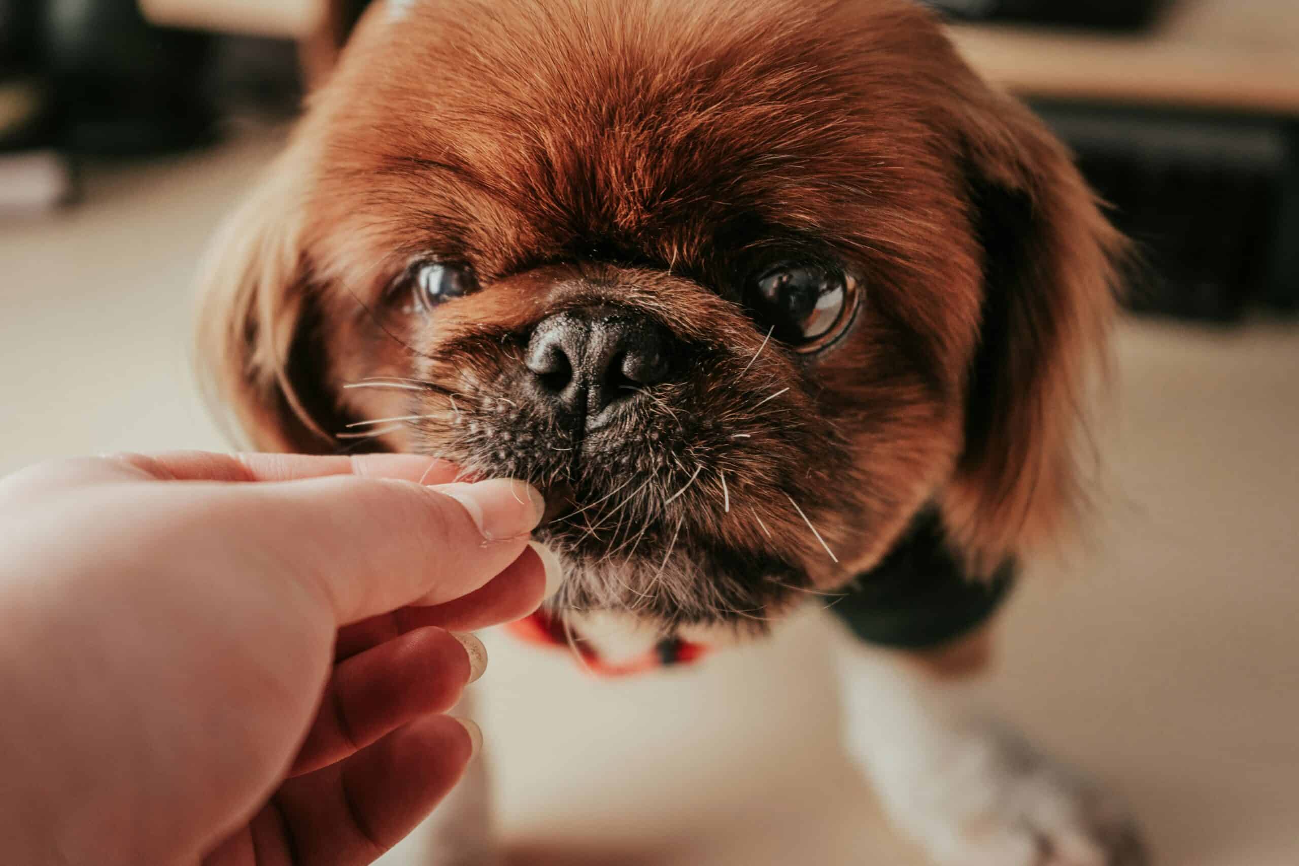 Best Senior Dog Vitamins and Multivitamins in 2026: For Aging Dogs’ Comprehensive Health