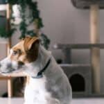 best smart dog collars in 2026