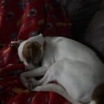 dog laying on cozy blanket