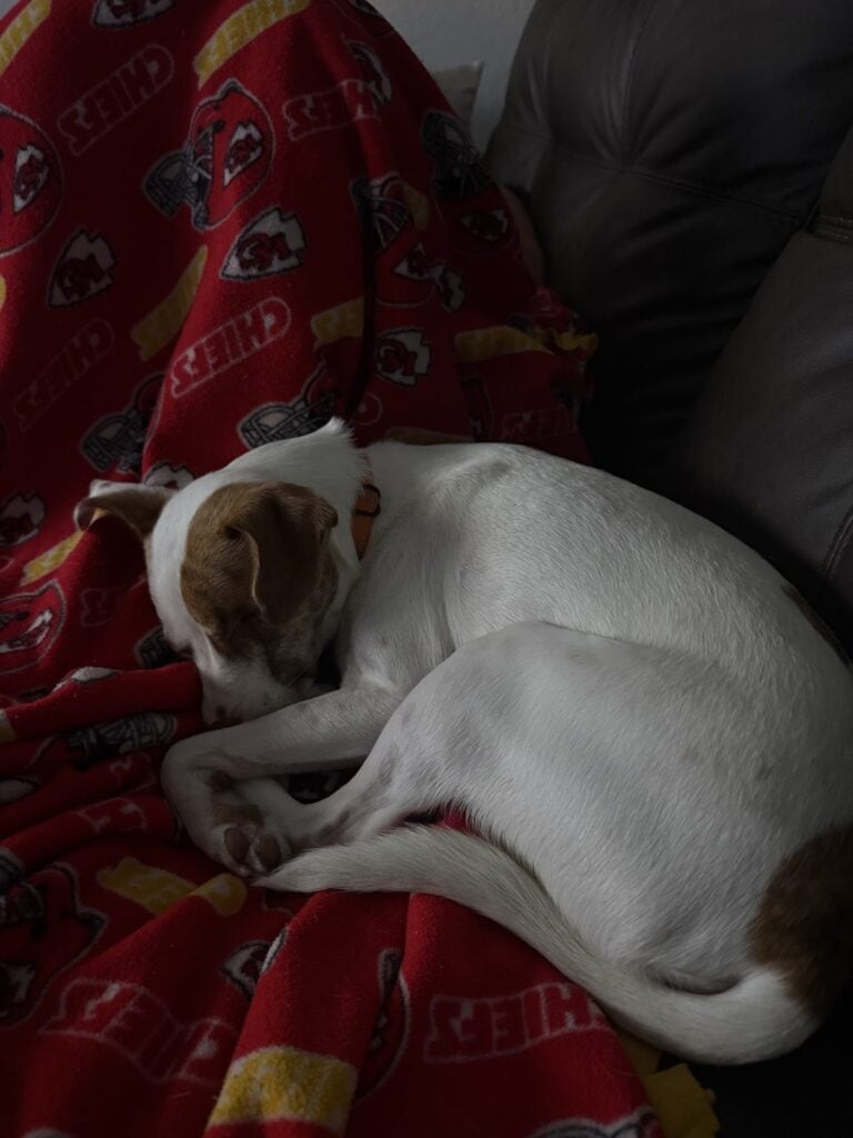 dog laying on cozy blanket