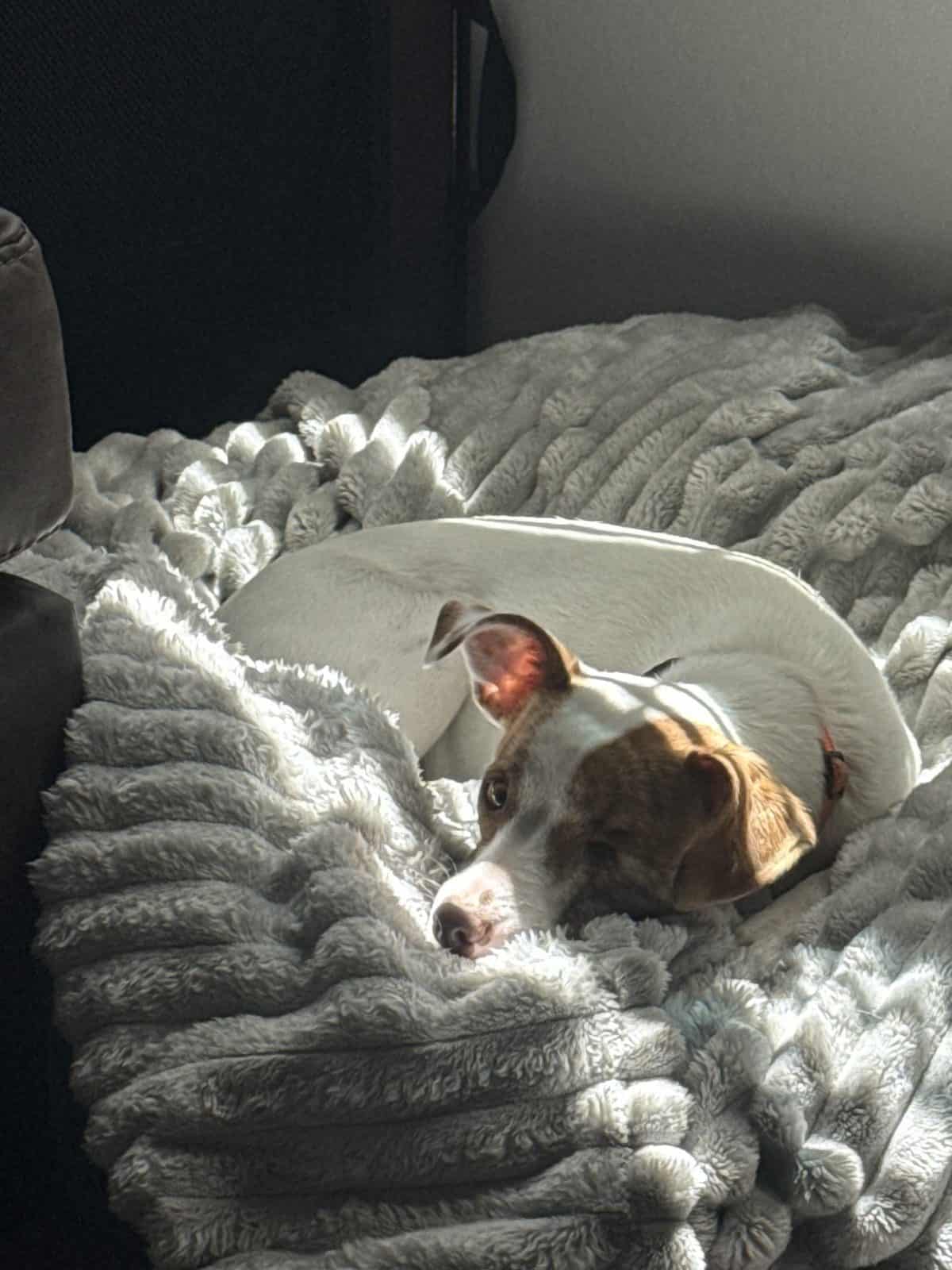 Best Dog Blankets and Throws in 2026: Soft, Washable, and Built to Last