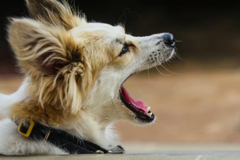 how to stop a dog from barking in 2026