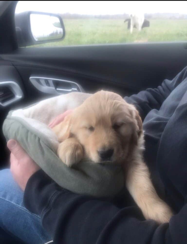 a road trip with a dog