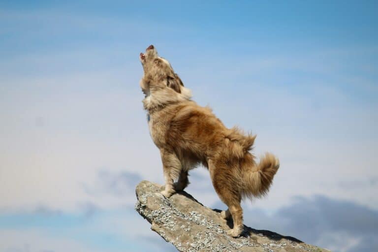 why some dogs howl at sirens