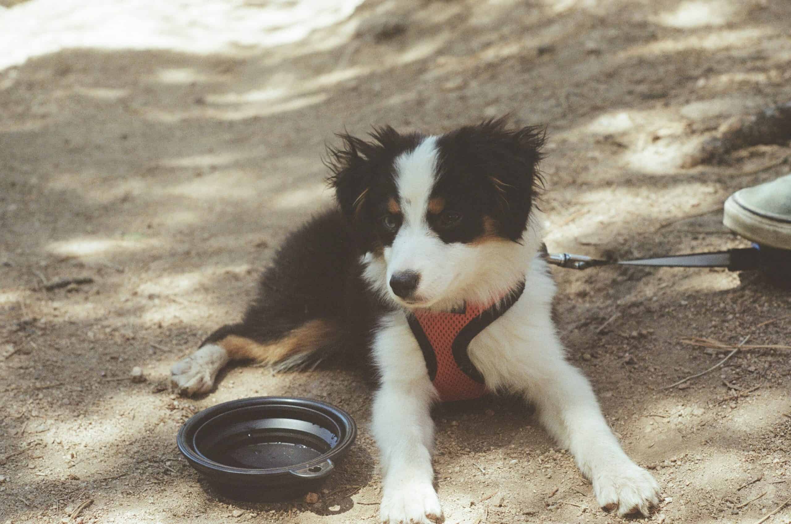 How to Slow Down a Fast-Eating Dog in 2026: Safer Mealtimes