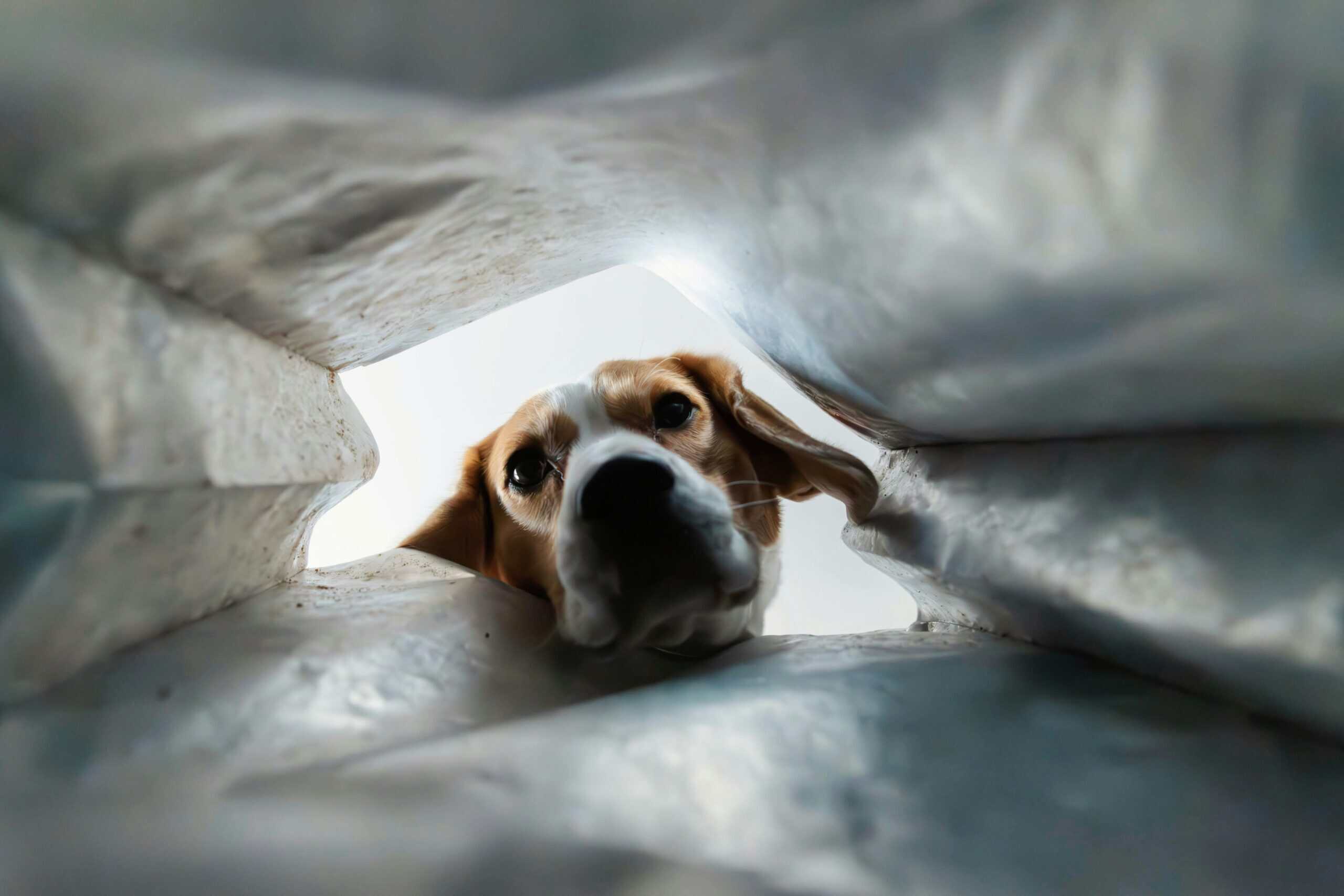 Best Cave Dog Beds in 2026: A Den for Dogs Who Love to Burrow