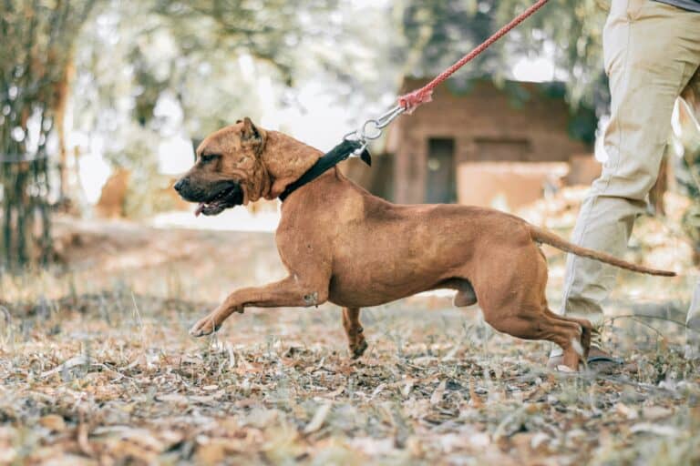 dog running hard pulling a leash