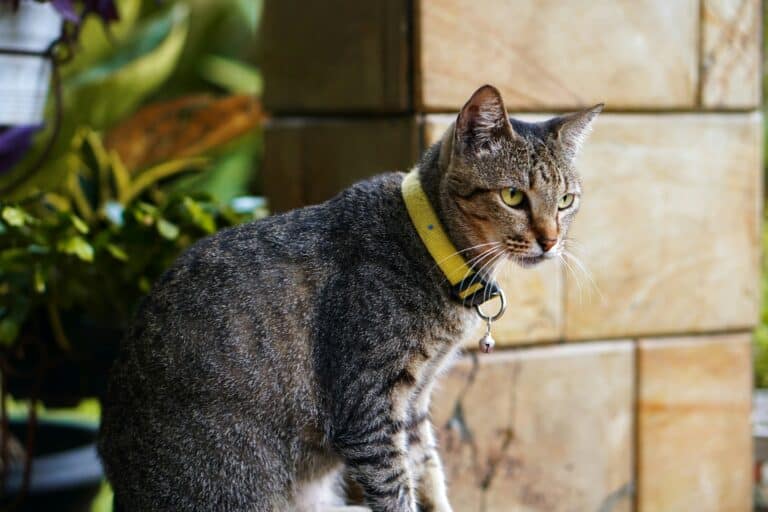 best cat flea collars