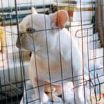 best dog crates small dogs