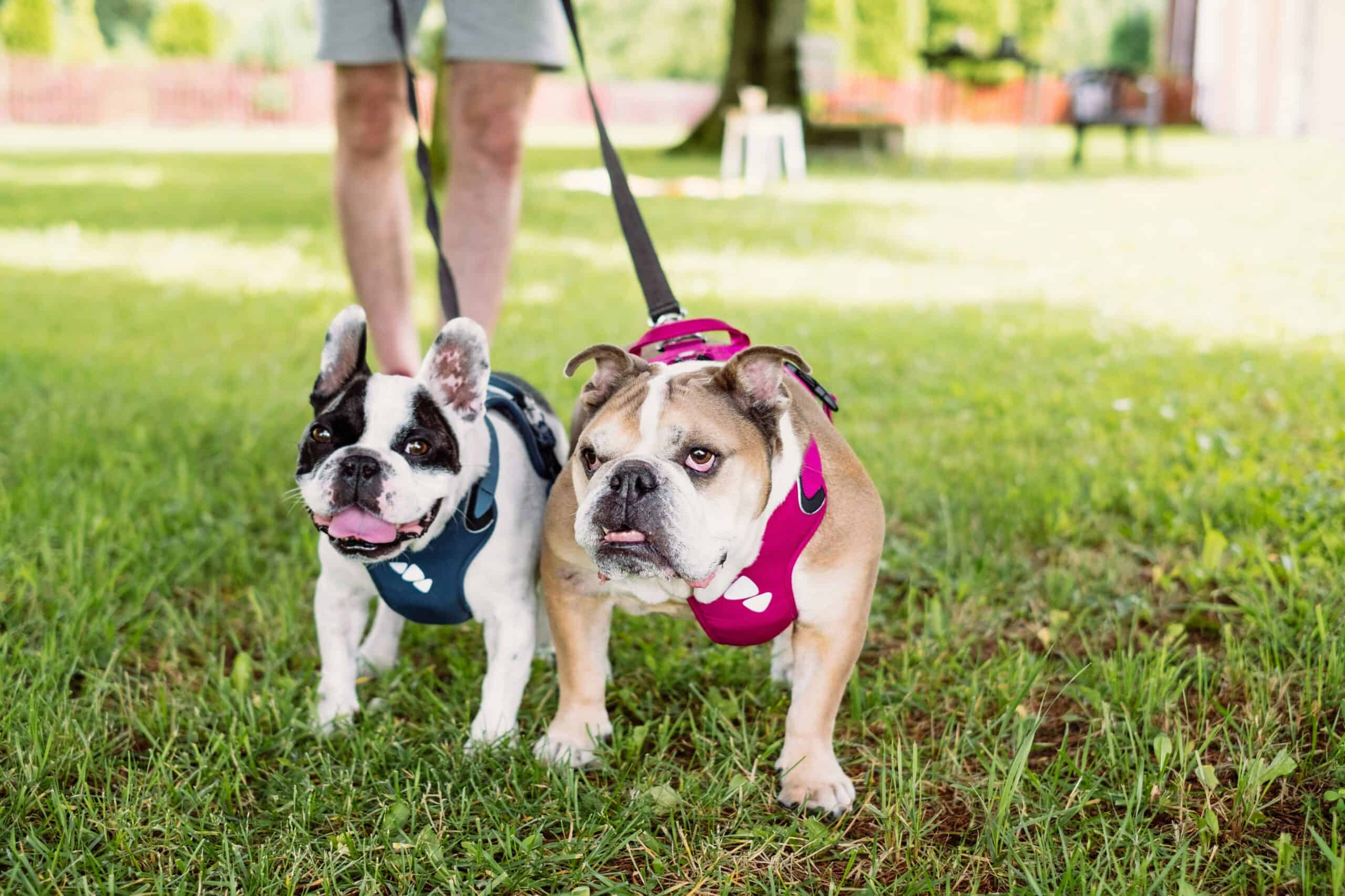Best Dog Lift Harnesses in 2026: Senior Support for Weak Back Legs