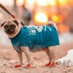 best dog socks for traction