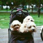 best dog strollers