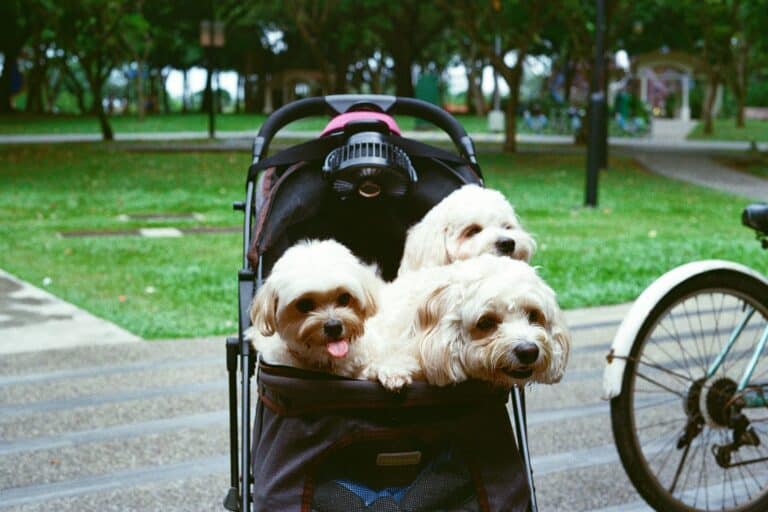 best dog strollers