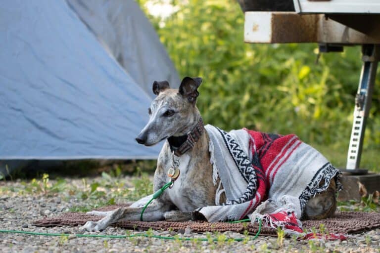 best dog tents and pop up shelters for camping in 2026