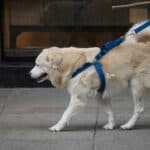 best no pull harnesses for large dogs