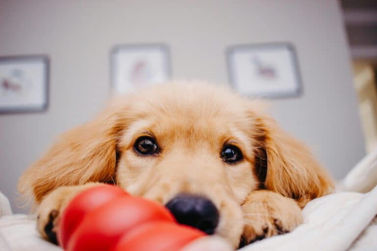 best puppy toys
