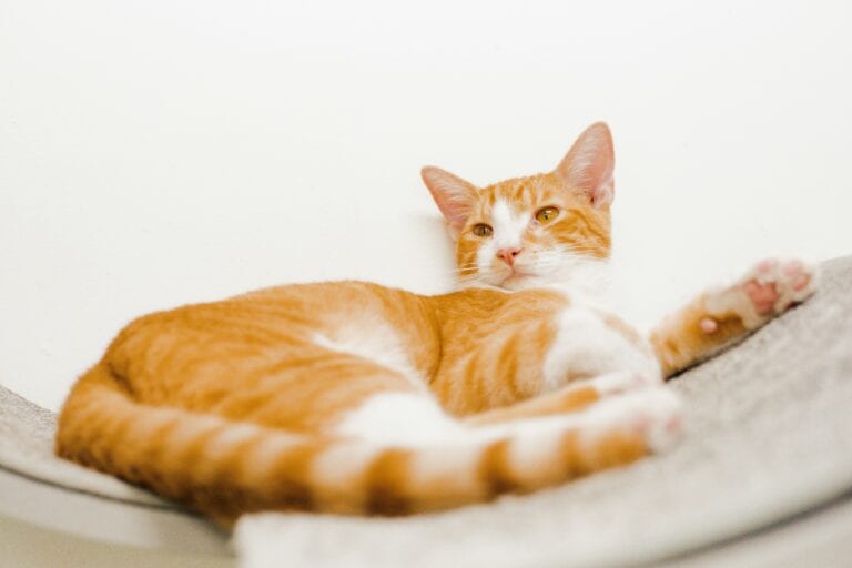 Orange cat lounging on a surface.