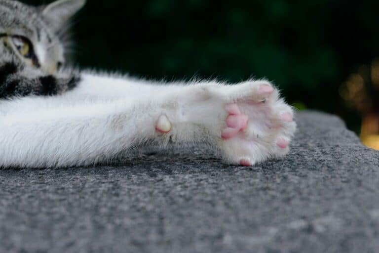 cat nails upclose clean