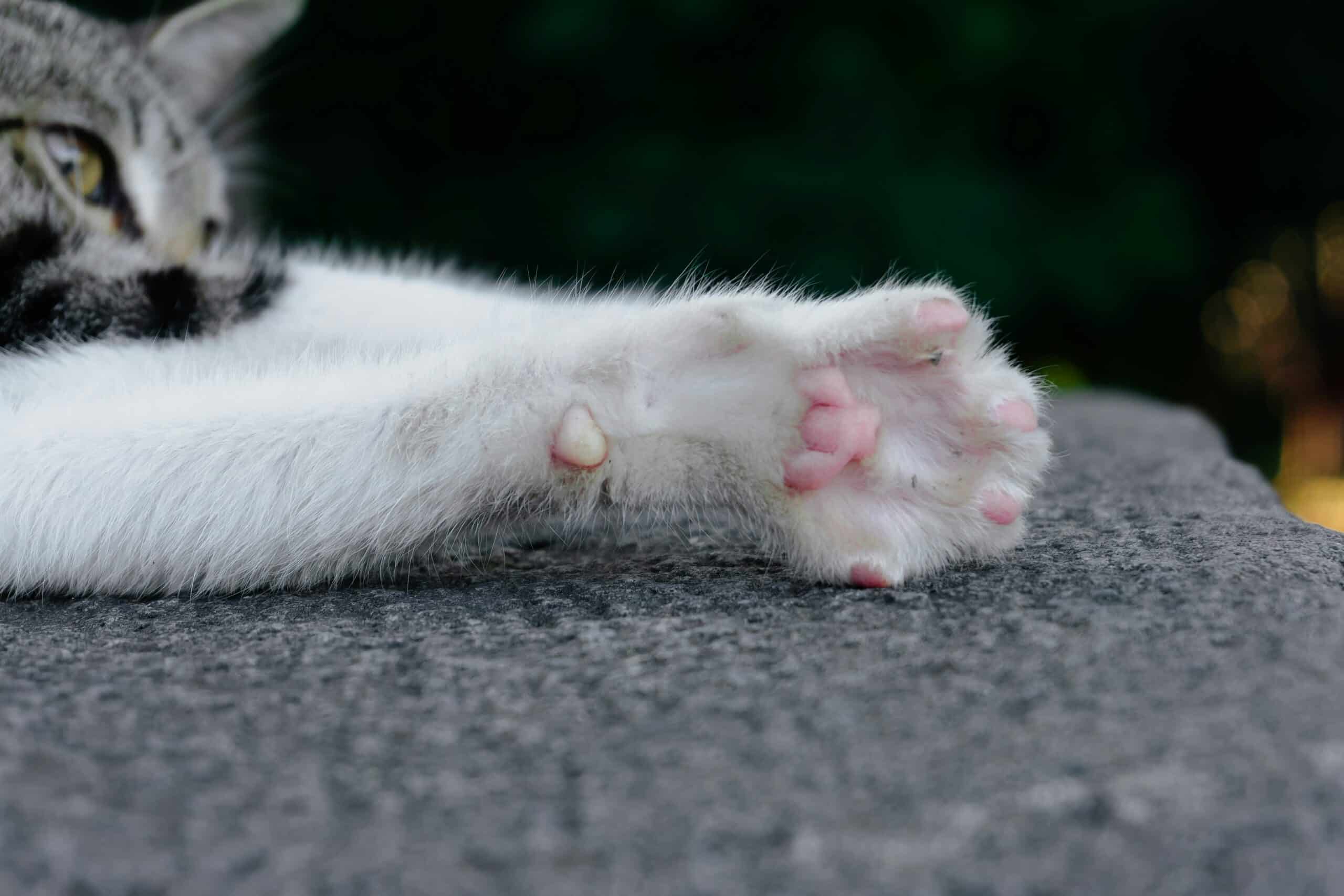 Best Cat Nail Caps in 2026: Soft Claws to Save Your Furniture and Skin