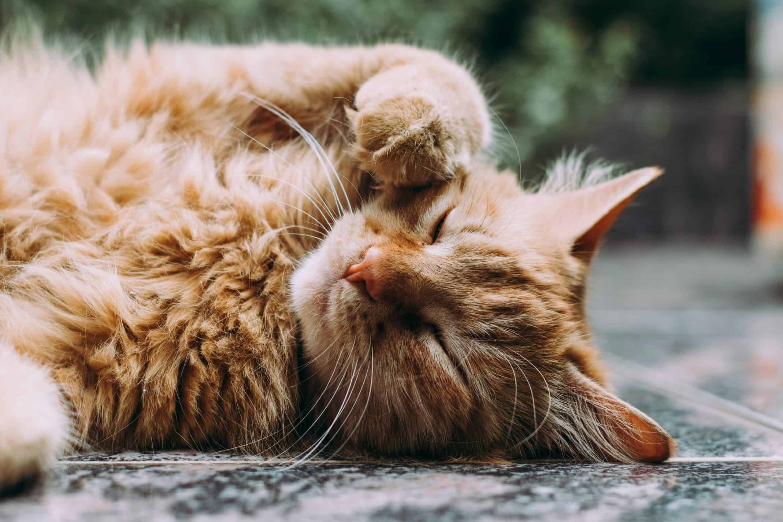 From Wild Instincts to Cozy Blankets: Why Do Cats Knead?