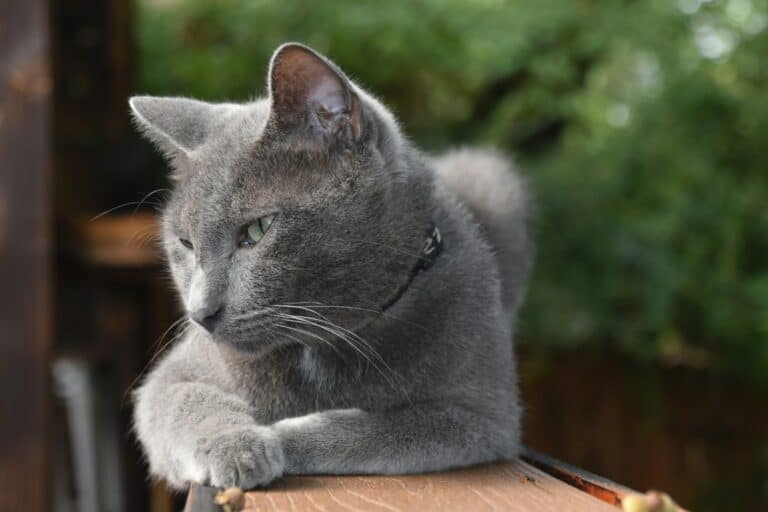 a cat outdoors on a catio