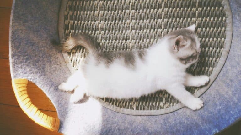 cat playing in home