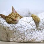 Orange cat sleeping in cozy bed