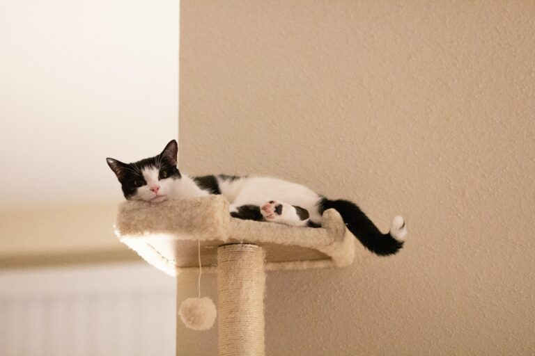 cat tree vs scratching post