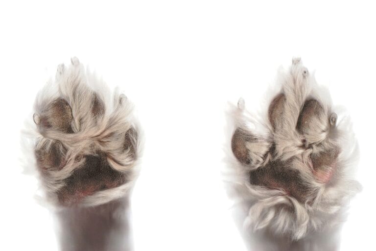 a picture of clean paws on a dog