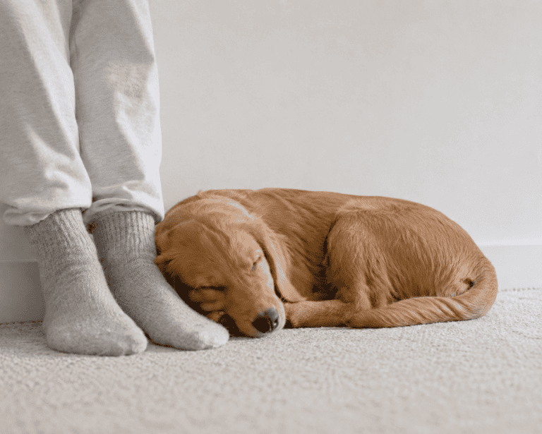 Golden retriever puppy sleeping peacefully