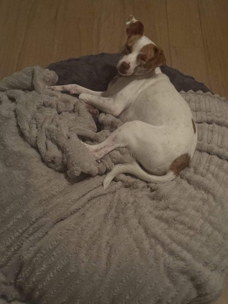 a dog bed for small dogs
