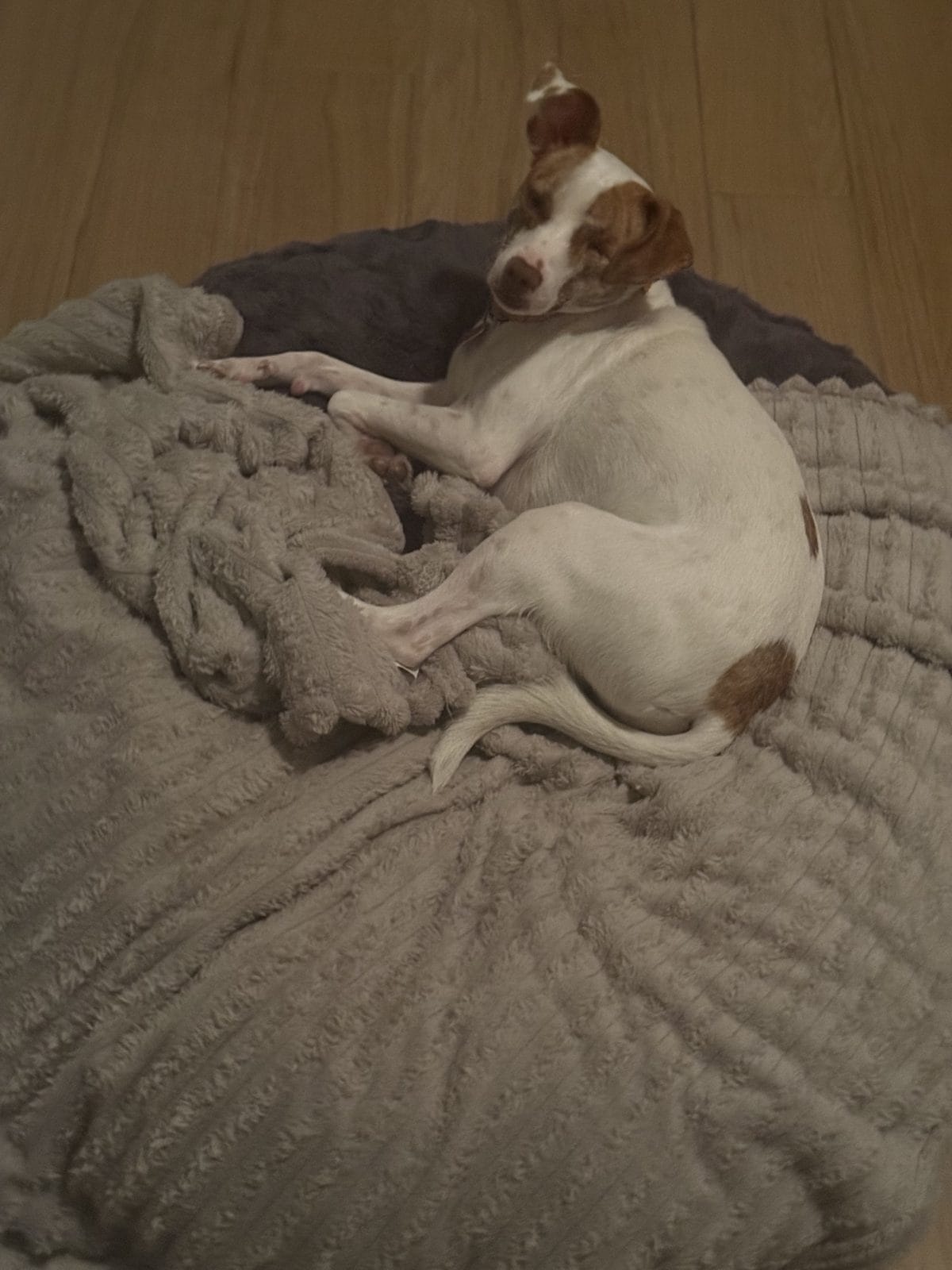 Best Dog Beds for Small Dogs: Foam Density & Edge Guide in 2026