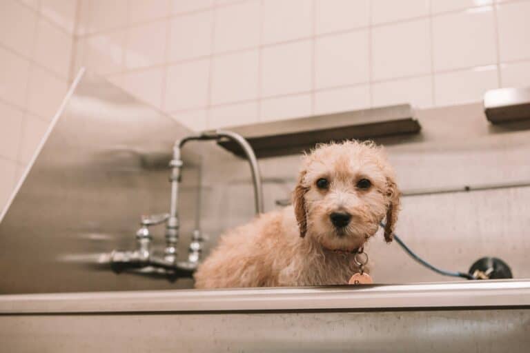 Wet dog in grooming bath