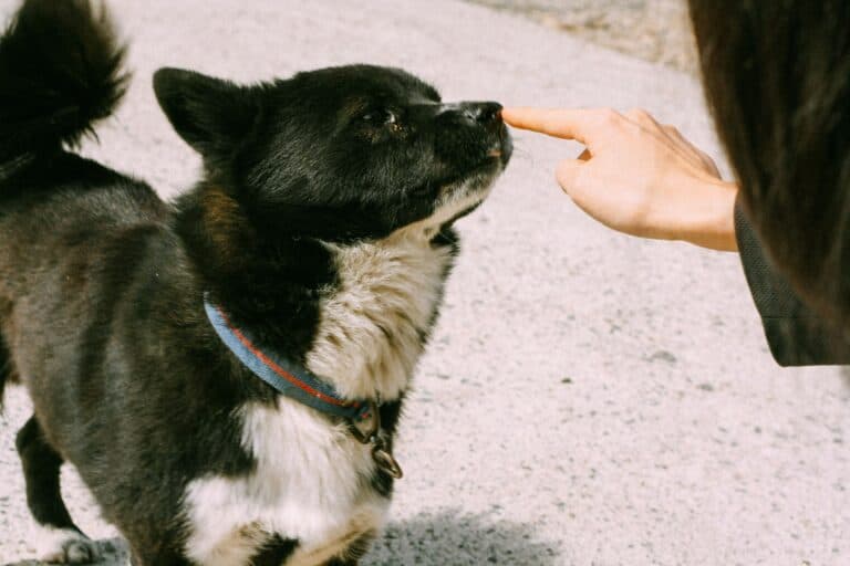 a dog and owner doing training