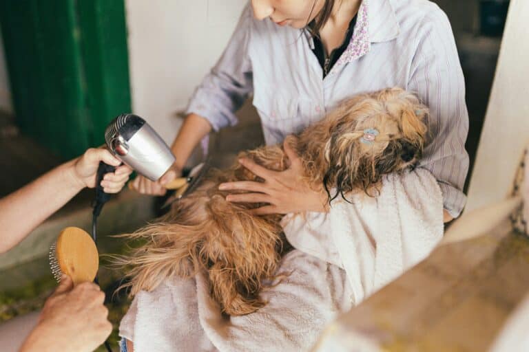 Person drying wet dog with blow dryer
