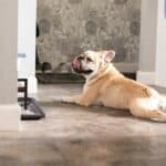 French Bulldog lying on the floor waiting for food